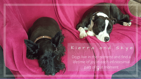 Kierra (Scottish terrier) and Skye (American staffordshire terrier)- Dogs live in the moment and find a lifetime of joy in each infinitesimal part of that moment.