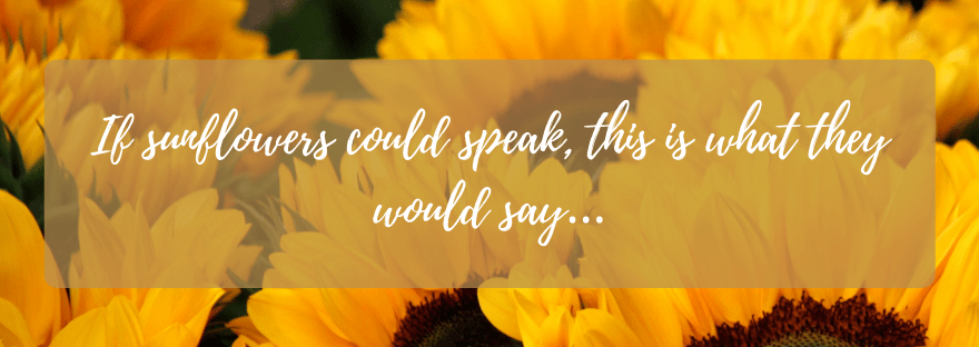 If sunflowers could speak, this is what they would&nbsp;say…